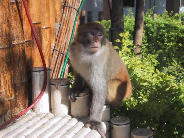 上传的图片