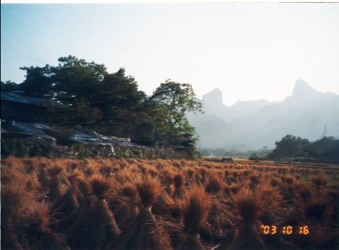 上传的图片