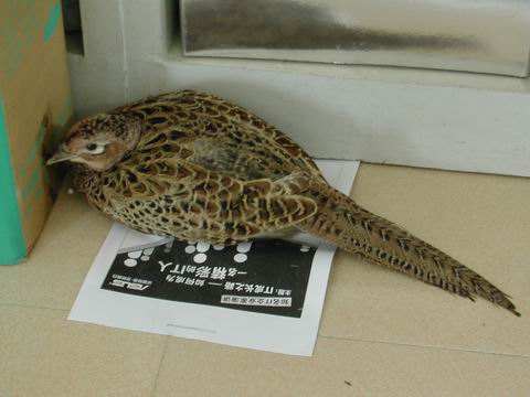 上传的图片