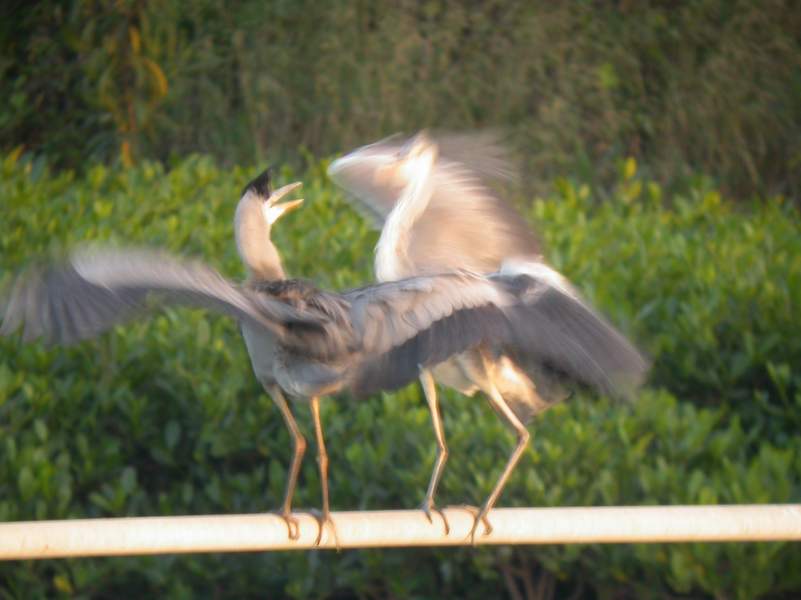 上传的图片