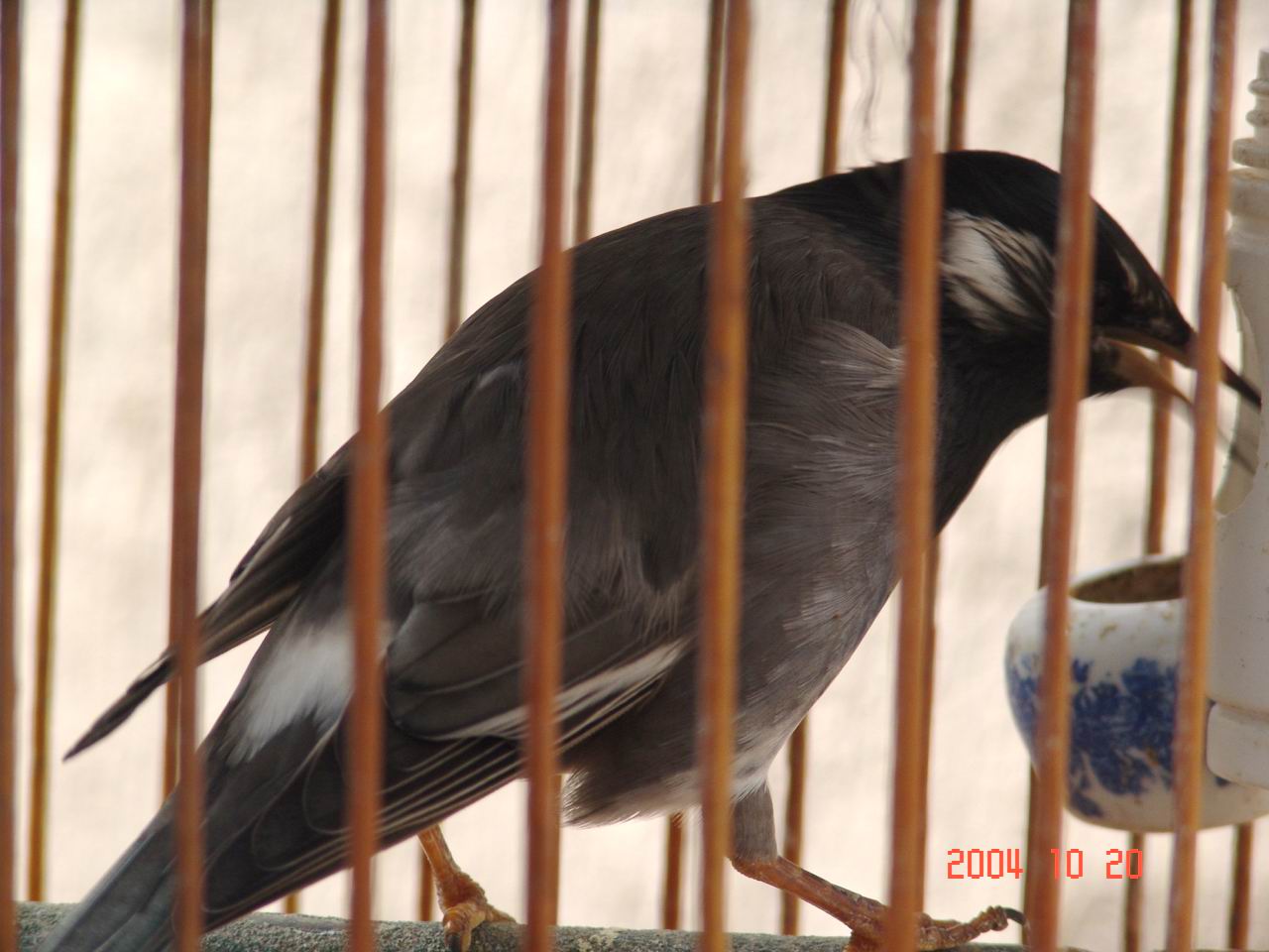 上传的图片
