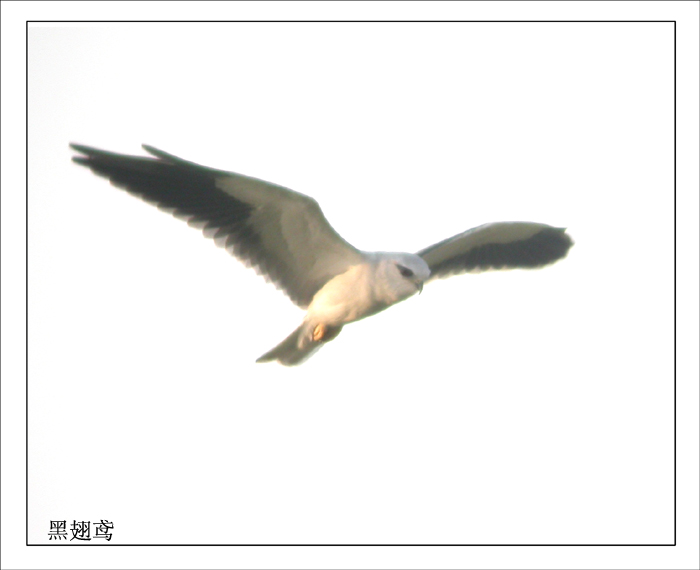 上传的图片