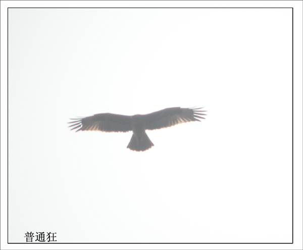 上传的图片