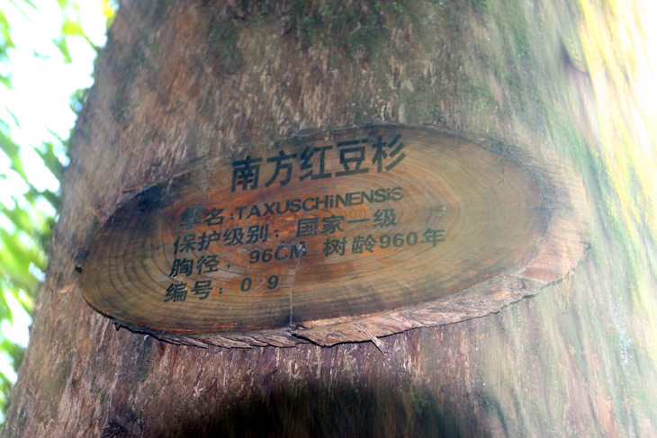 上传的图片