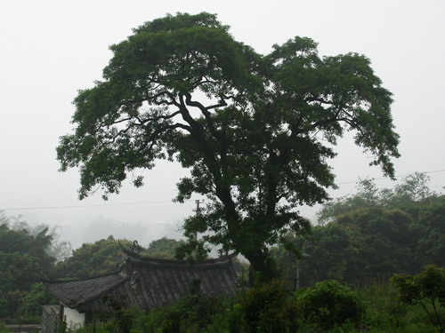 上传的图片