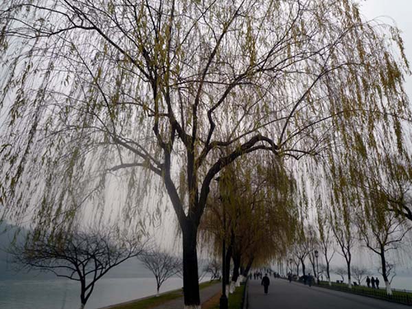上传的图片