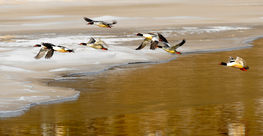 上传的图片