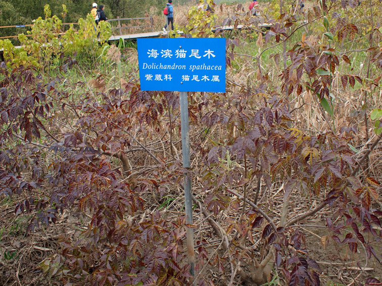 上传的图片