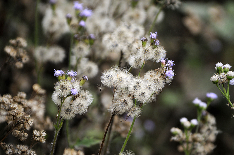 上传的图片