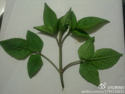 上传的图片