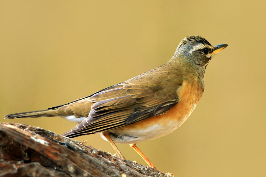 上传的图片