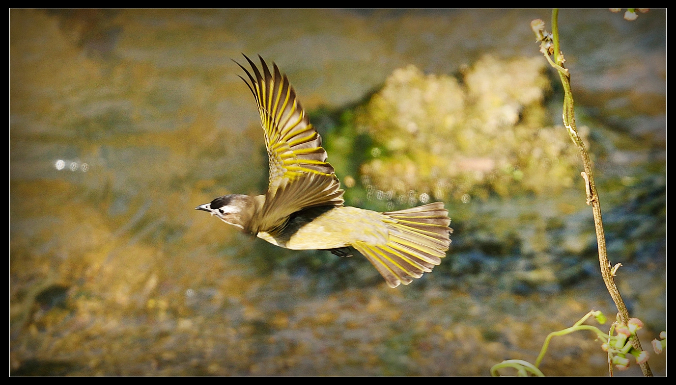 上传的图片