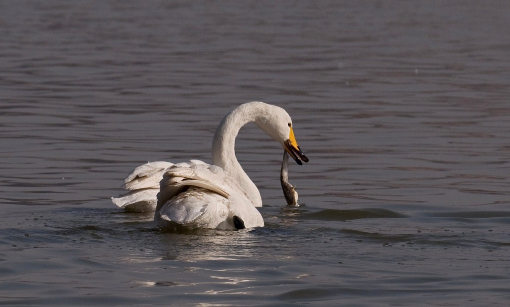 天鹅吃鱼图