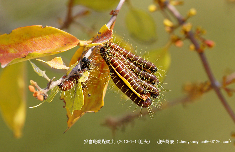 上传的图片