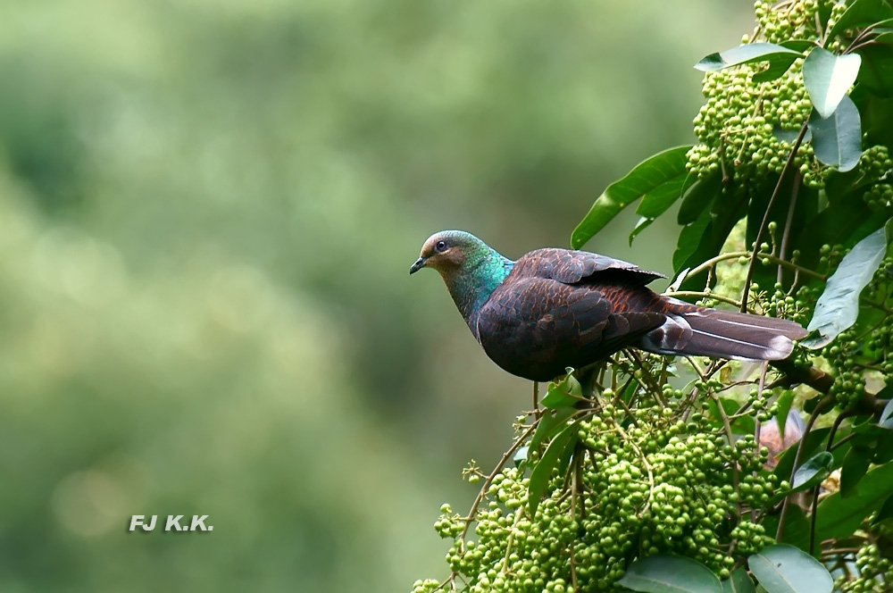 上传的图片