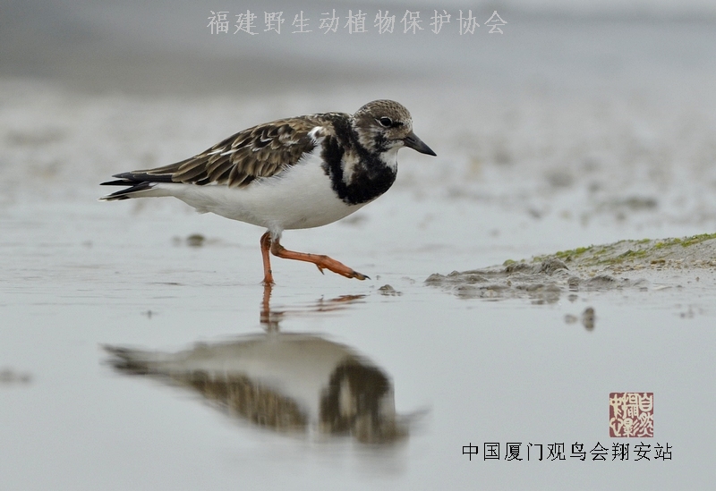 上传的图片