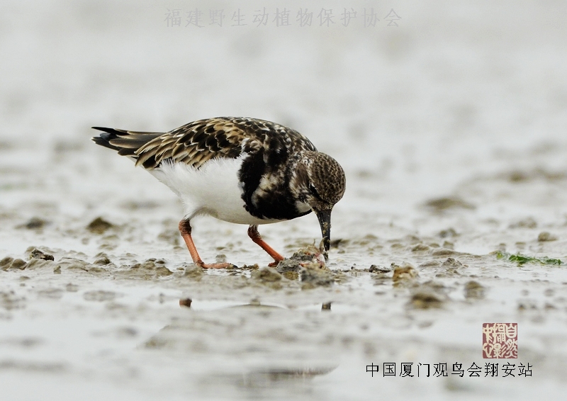 上传的图片