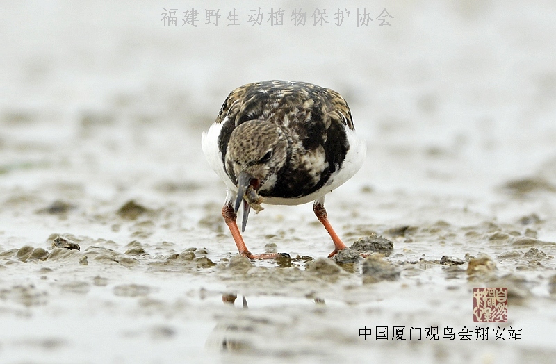 上传的图片