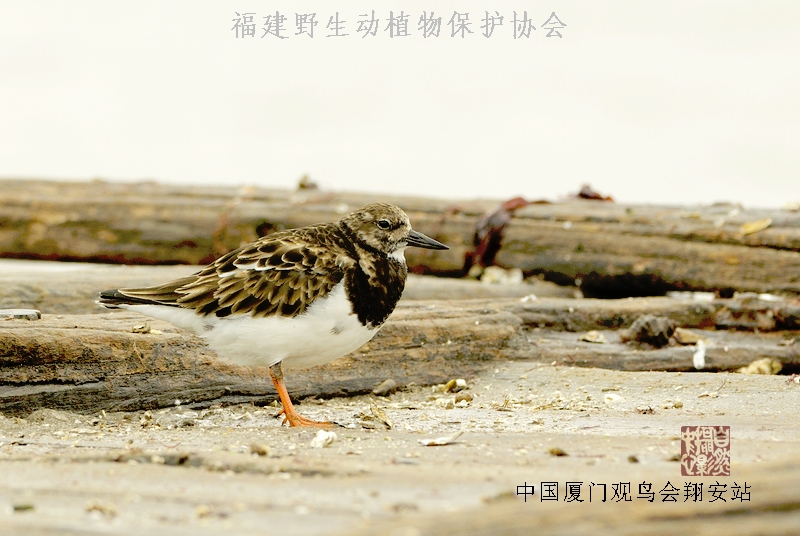 上传的图片