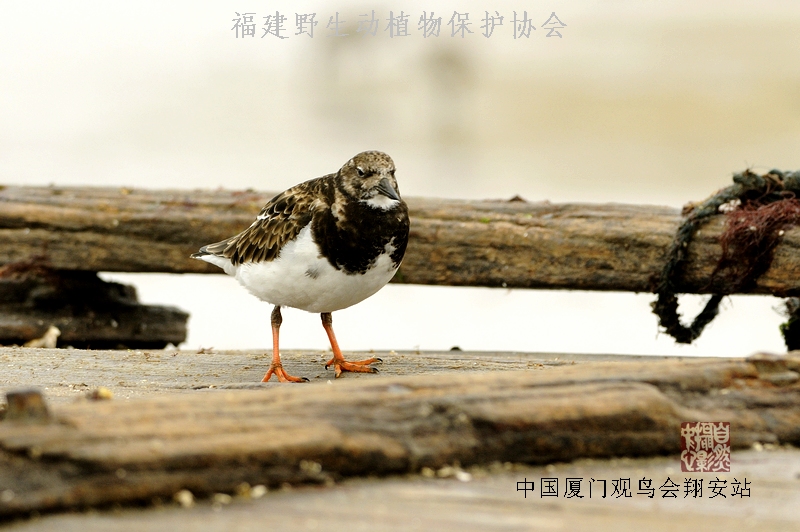 上传的图片