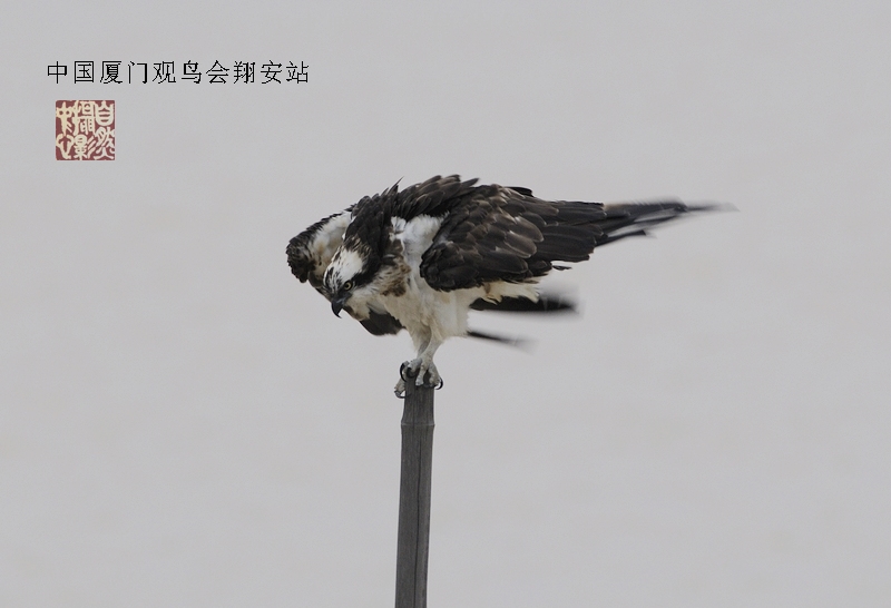 上传的图片