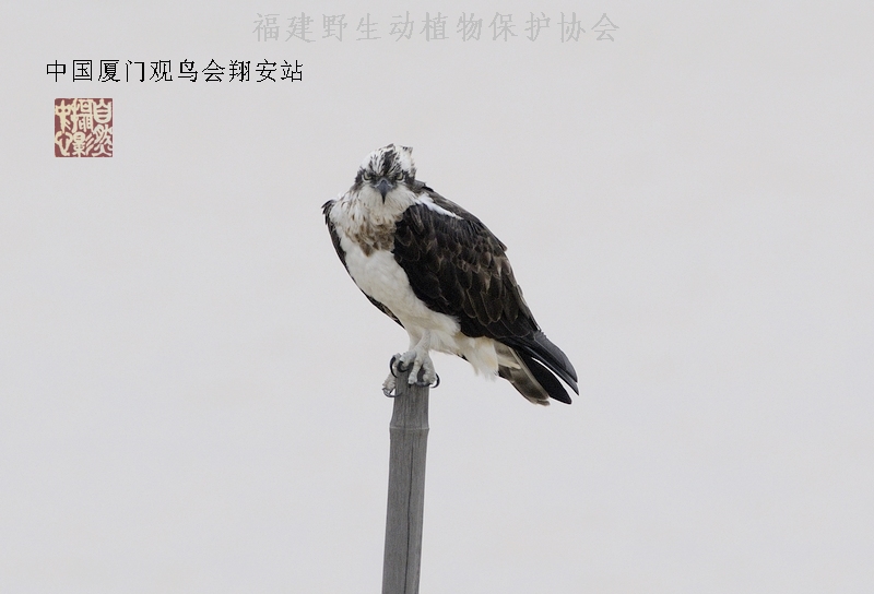 上传的图片