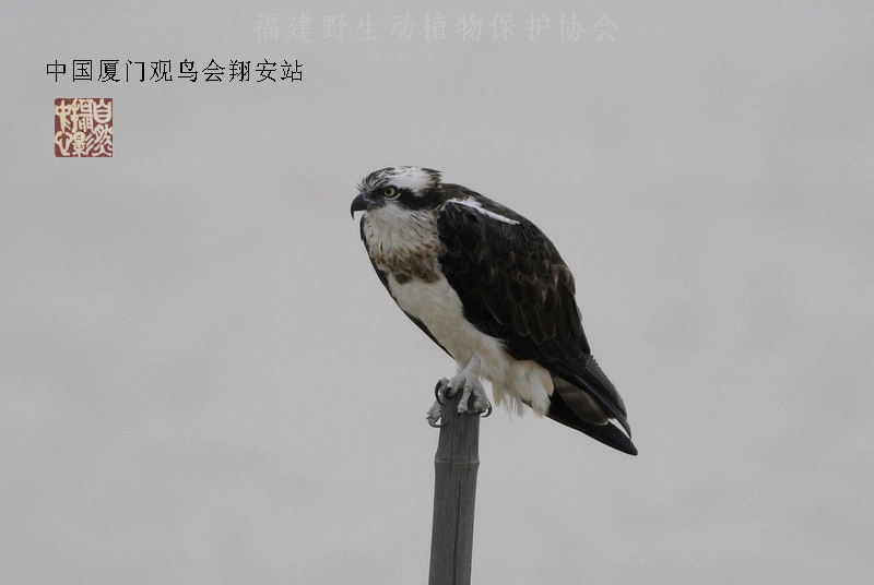 上传的图片