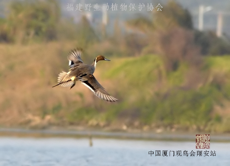 上传的图片