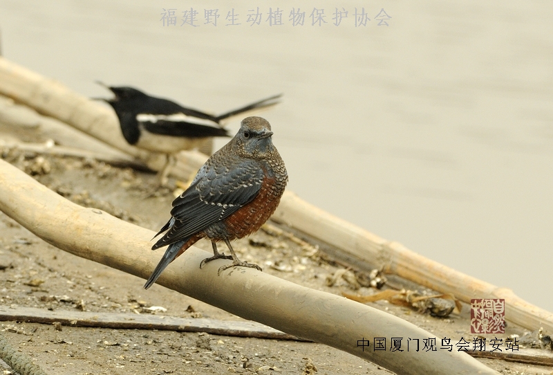 上传的图片
