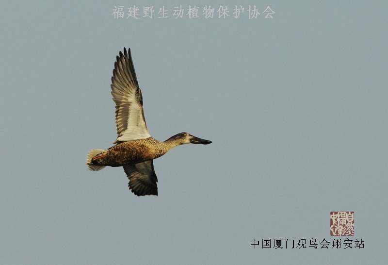 上传的图片
