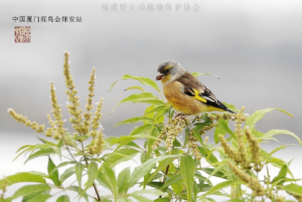 上传的图片