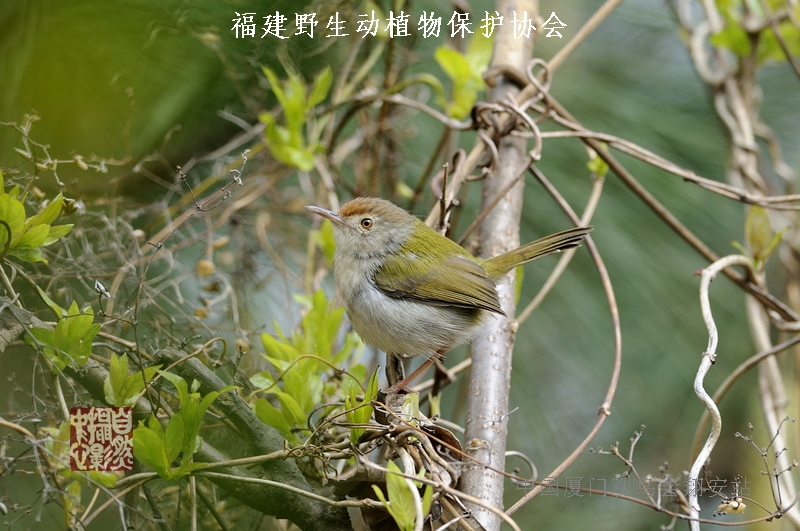 上传的图片