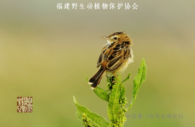 上传的图片