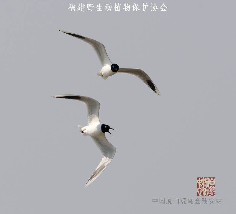 上传的图片