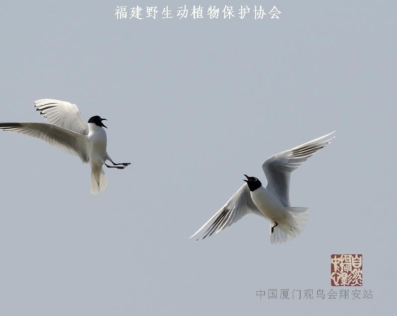 上传的图片
