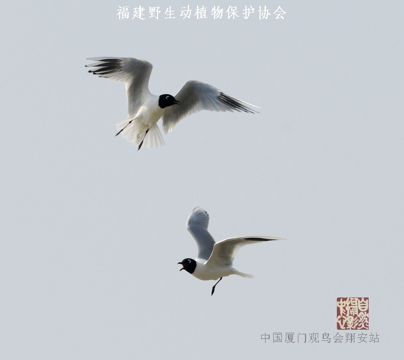 上传的图片