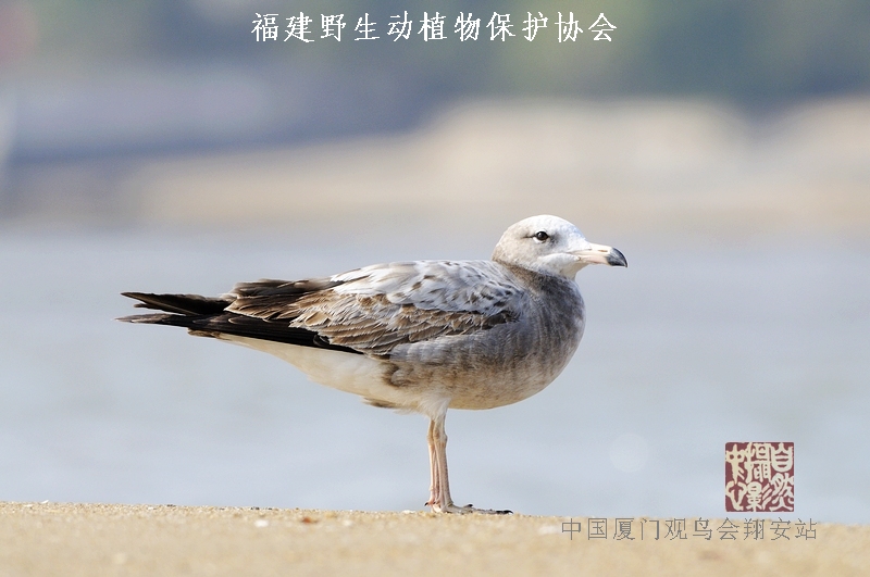 上传的图片