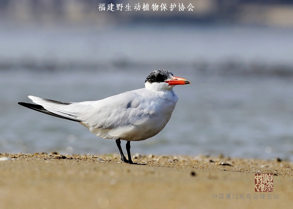 上传的图片