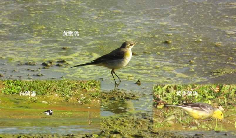 上传的图片