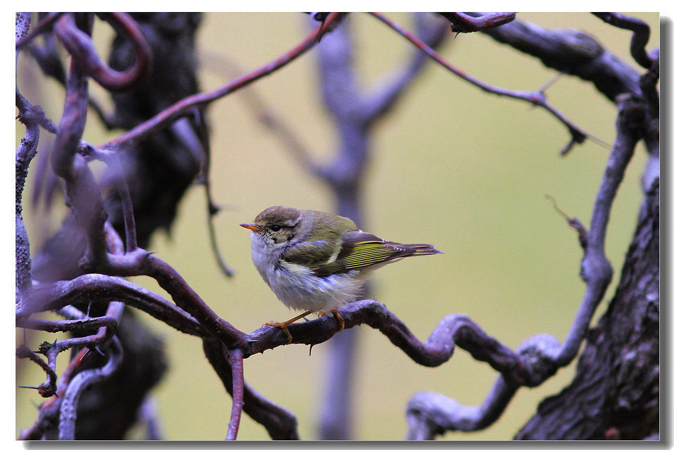 上传的图片