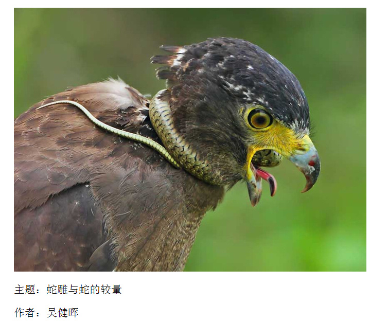 上传的图片