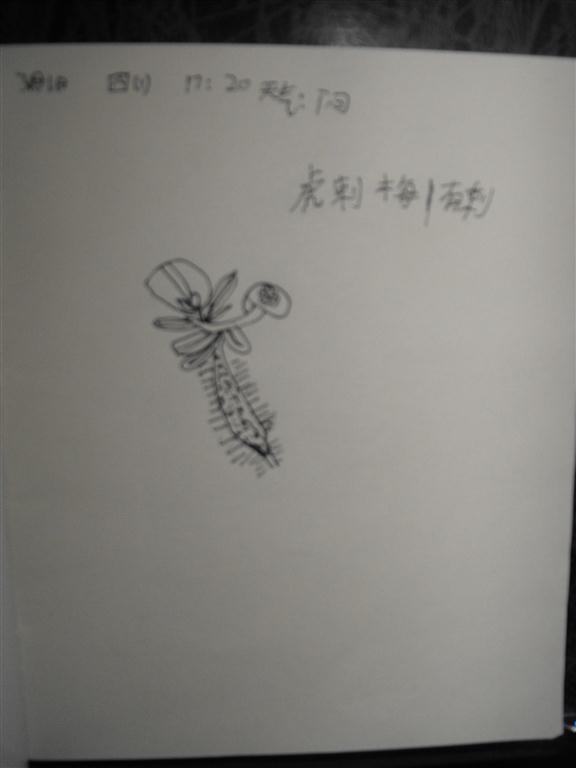 上传的图片