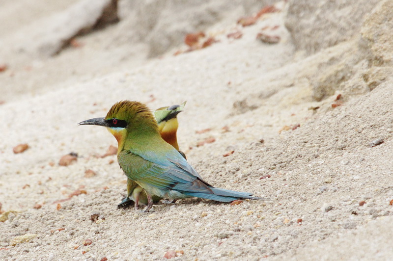 上传的图片