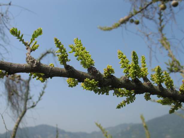 上传的图片