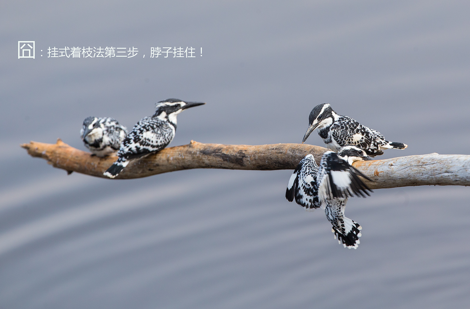 上传的图片