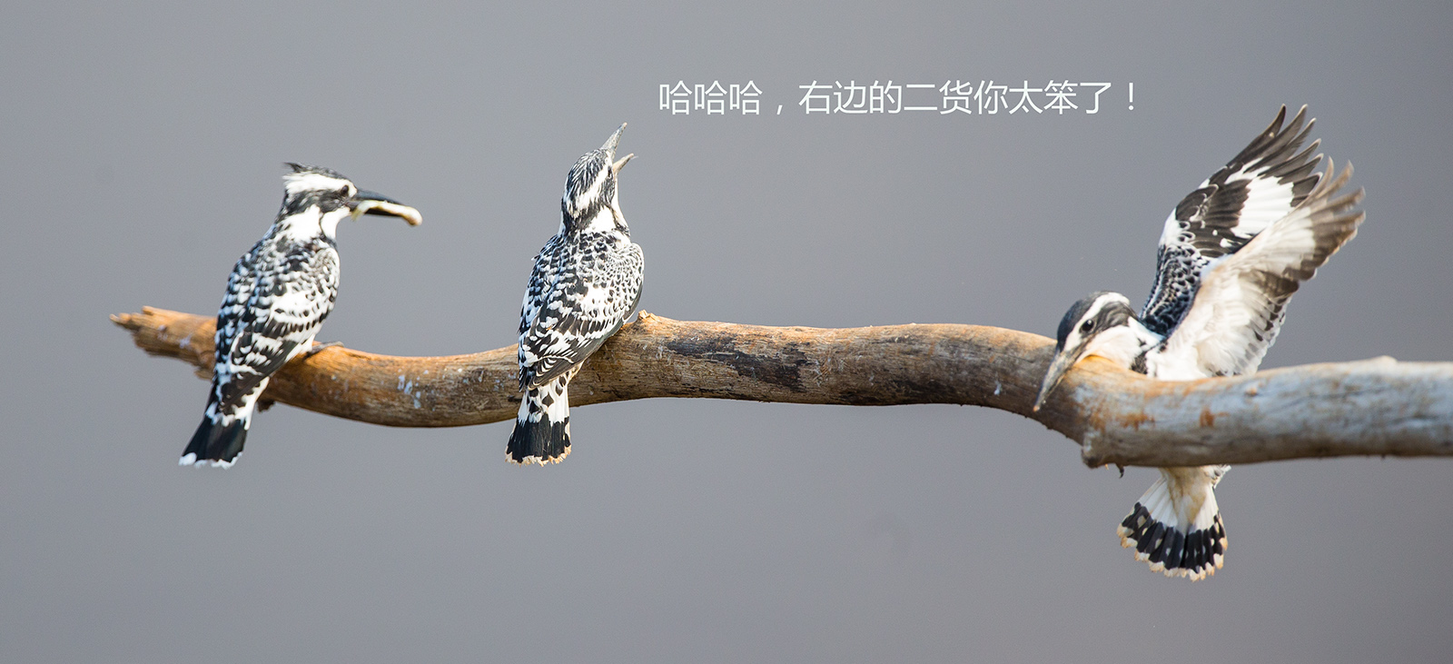 上传的图片