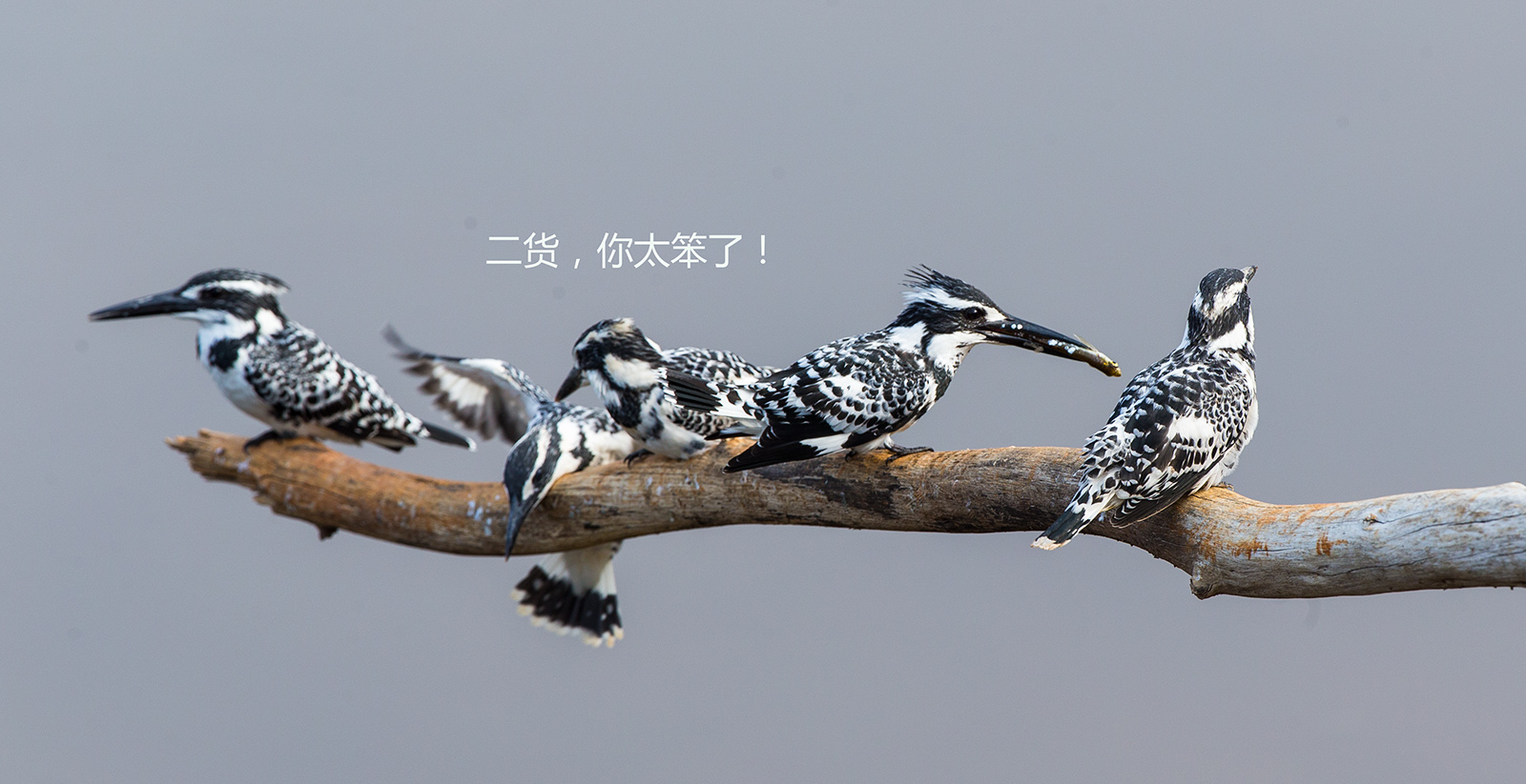 上传的图片