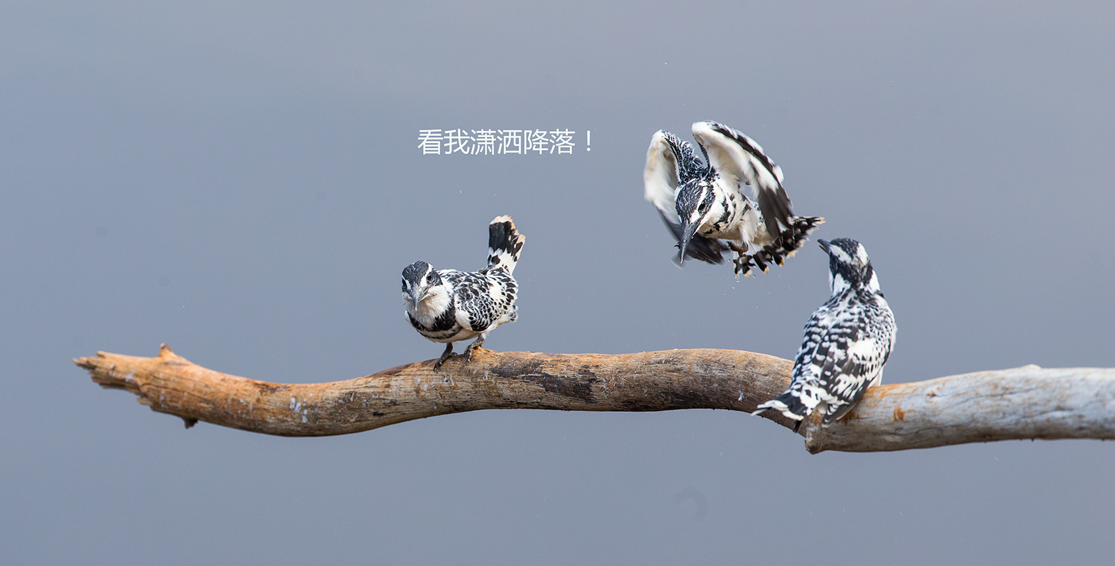 上传的图片