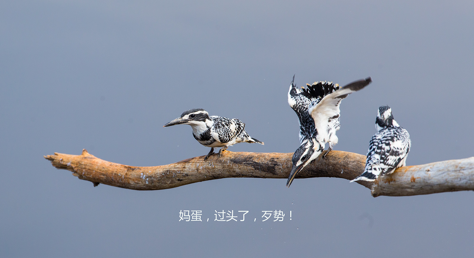 上传的图片