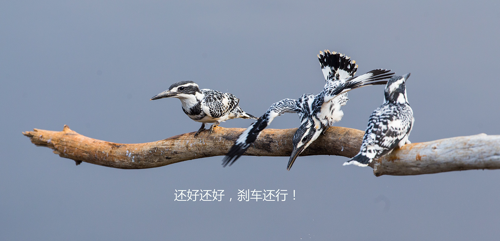 上传的图片